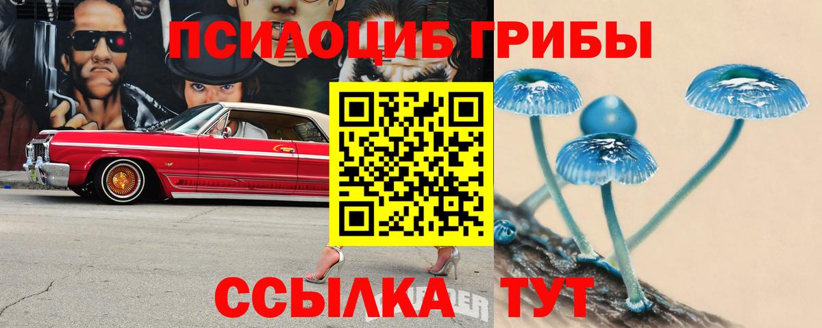 Галлюциногенные грибы Psilocybe Менделеевск